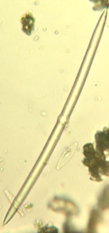 Help identificazione